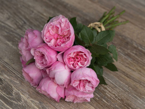 David Austin Wedding Rose Carey